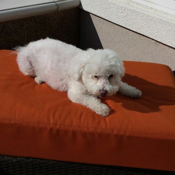 Meet your Posher, Judy - Picture 1 of 1